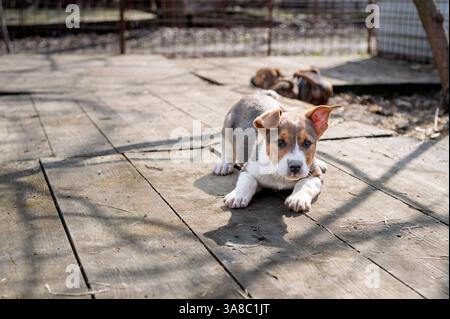 Chiot mignon sauvé dans un abri serbe pour chiens sans-abri le jour ensoleillé de l'hiver pendant la socialisation et la formation d'obéissance Banque D'Images