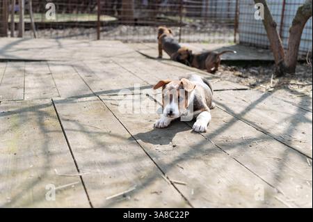 Chiot mignon sauvé dans un abri serbe pour chiens sans-abri le jour ensoleillé de l'hiver pendant la socialisation et la formation d'obéissance Banque D'Images