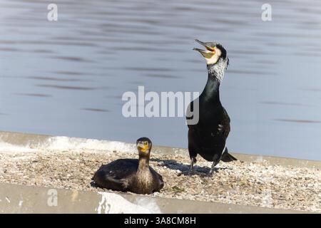 Cormorant debout sur la plate-forme dans le lac à Whisby nature Park, Lincoln. Cet oiseau montre les plumes blanches autour de la tête et du cou. Banque D'Images
