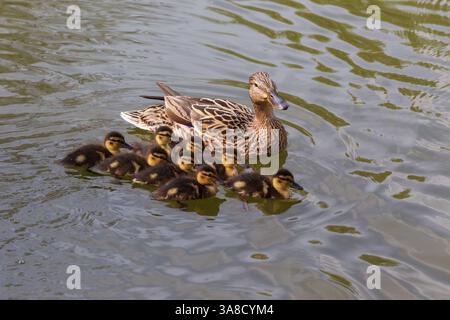 Le canard naine sur l'étang et il y a de petits canards autour.Photo de nature sauvage. Banque D'Images