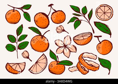 Ensemble d'oranges Grunge dans le style dessiné à la main avec branches, feuilles, fleurs et bourgeons. Fruits délicieux avec un contour audacieux et une texture d'encre vintage. Agrafe Illustration de Vecteur