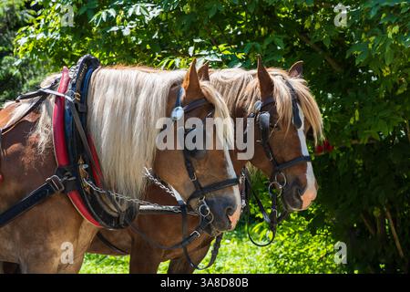 Le cheval de trait porte un harnais et des bandeaux Banque D'Images