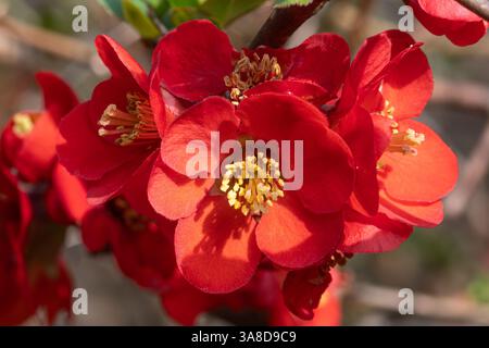 Fleurs rouges de Chaenomeles japonica, le coing japonais (également appelé coing de Maule ou Japonica) en mars ou au printemps, Angleterre, Royaume-Uni Banque D'Images