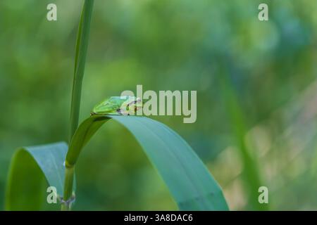 Hyla arborea - grenouille d'arbre verte sur une tige. L'arrière-plan est vert. La photo a un joli bokeh. Photo sauvage Banque D'Images