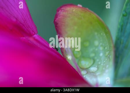 Gouttes de pluie sur les fleurs . fourmi sur une pivoine ou une paeony. La pivoine ou paeony est toute plante à fleurs du genre Paeonia, le seul genre de la famille Paeonia Banque D'Images