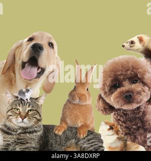 Lapin et autres animaux regardant la caméra sur fond de couleur olive Banque D'Images