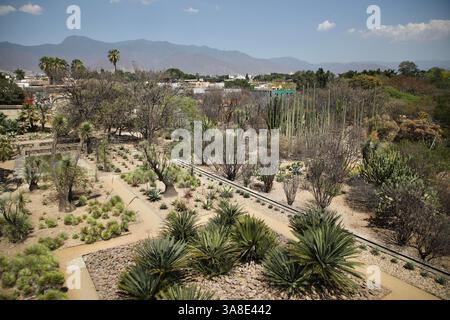 Oaxaca, Mexique. 8 mars 2025. Le jardin botanique d'Oaxaca est vu de l'une des fenêtres du Musée des cultures d'Oaxaca. (Crédit image : © Apolline Guillerot-Malick/SOPA images via ZUMA Press Wire) USAGE ÉDITORIAL SEULEMENT ! Non destiné à UN USAGE commercial ! Banque D'Images