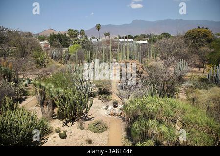 Oaxaca, Mexique. 8 mars 2025. Le jardin botanique d'Oaxaca est vu de l'une des fenêtres du Musée des cultures d'Oaxaca. (Crédit image : © Apolline Guillerot-Malick/SOPA images via ZUMA Press Wire) USAGE ÉDITORIAL SEULEMENT ! Non destiné à UN USAGE commercial ! Banque D'Images