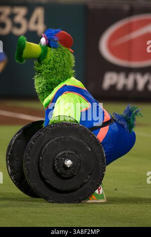 17 août 2016 : le Phillie Phanatic tente de soulever des poids pendant le match MLB entre les Dodgers de Los Angeles et les Phillies de Philadelphie au Citizens Bank Park à Philadelphie, en Pennsylvanie. Les Dodgers de Los Angeles ont gagné 7-2. Christopher Szagola/CSM(image de crédit : &copy ; Christopher Szagola/Cal Sport Media via ZUMA Wire) Banque D'Images