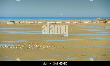 Manama, Bahreïn - 15 janvier 2024, vue panoramique du haut-fonds avec beaucoup de mouettes et d'oiseaux de mer, en arrière-plan il y a des bateaux échoués, à côté de Fortres Banque D'Images