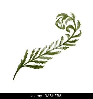 fougère feuille. Feuille de plante verte complexe sculptée. La fougère préhistorique est courbée. Tige et de nombreuses feuilles. Illustration aquarelle isolée de l'arrière-plan. Main Banque D'Images