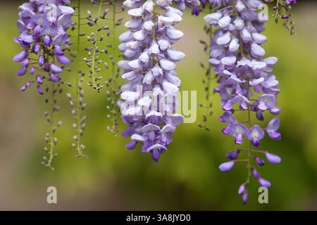 Wisteria Floribunda 'Violacea Plena' grimpant la vigne en fleur. Banque D'Images