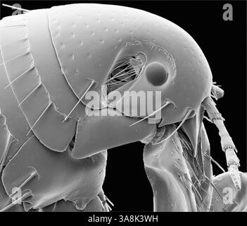 Puce humaine. Micrographie électronique à balayage noir et blanc (MEB) d'une puce humaine (Pulex irritans). Les puces sont des parasites externes qui peuvent être porteurs et transmettre des maladies, y compris la plaque. Les démangeaisons associées à une piqûre de puce sont principalement dues à une réaction allergique à la salive de la puce ou aux matières fécales qui ont été déposées près de la piqûre et frottées sur elle par grattage. Grossissement : x40 à 10 centimètres de large. Banque D'Images