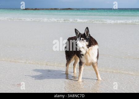 Border collie dog on Traigh Shorobaidh, Soroby Bay, île de Tiree, Hébrides intérieures, Écosse Banque D'Images