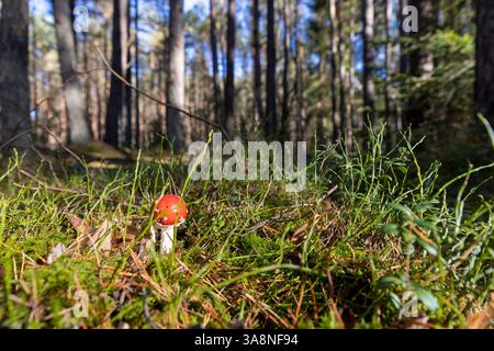 dangereux pour la vie et la santé agarique de mouche rouge dans la forêt sauvage dans la mousse et l'herbe verte, gros plan Banque D'Images