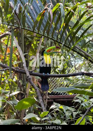 Un toucan coloré avec un bec vert vif, rouge et orange se trouve calmement sur une branche entourée d'un feuillage tropical dense à l'intérieur d'un habitat de volière de la jungle feuillue. Banque D'Images