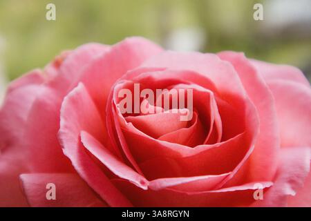 Bouton de rose doucement rose avec des gouttes d'eau de près. Pistils de fleurs macro, étamines, pétales. Décor floral. Rose de thé aromatique utilisée pour la production cosmétique. Banque D'Images