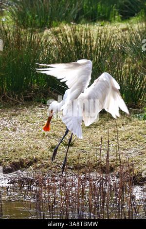Topsham, Devon, Royaume-Uni. 29 mars 2025. Spoonbill au RSPB Bowling Green Marsh, Topsham, Devon. Crédit : Nidpor/Alamy Live News Banque D'Images