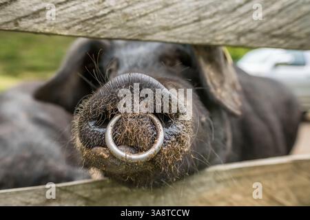 Porcs ibériques noirs dans une ferme dans les Pyrénées espagnoles. Banque D'Images