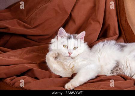 Portrait d'un chaton blanc sur fond marron Banque D'Images