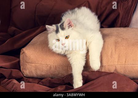 Portrait d'un chaton blanc sur un fond marron Banque D'Images