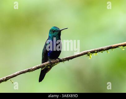 Gros plan d'un colibri mâle à ventre violet perché sur une branche en Équateur subtropical. Banque D'Images