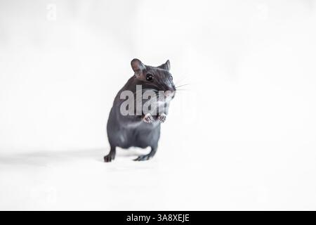 Gerbille noire, studio tourné sur fond blanc, debout sur deux Banque D'Images