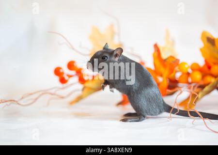 Gerbille noire, studio tourné sur fond blanc, fond d'automne Banque D'Images