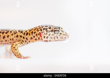 Studio de gecko léopard jaune tourné sur blanc, tête rapprochée Banque D'Images