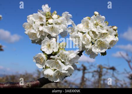 Gros plan de la fleur d'arbre fruitier de cerisier blanc contre un ciel bleu en Espagne Banque D'Images