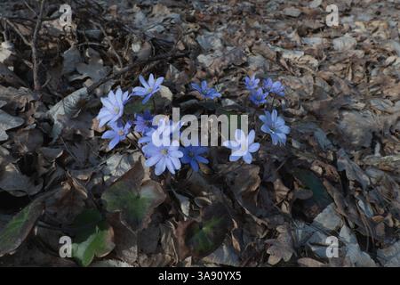 Les fleurs sauvages bleues fleurissent parmi les feuilles tombées dans la forêt. Banque D'Images