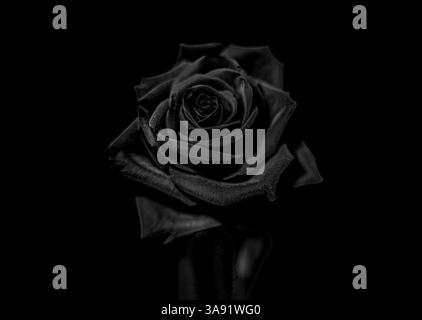 Rose noire, photographie d'art, c Banque D'Images