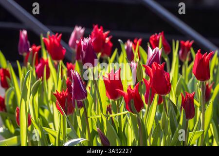 Rote Tulpen im Gegenlicht. // 28.03.2025: Stuttgart, Baden-Württemberg, Deutschland *** Red tulips against the light 28 03 2025 Stuttgart, Baden Württemberg, Germany Banque D'Images