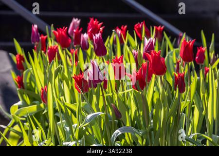 Rote Tulpen im Gegenlicht. // 28.03.2025: Stuttgart, Baden-Württemberg, Deutschland *** Red tulips against the light 28 03 2025 Stuttgart, Baden Württemberg, Germany Banque D'Images