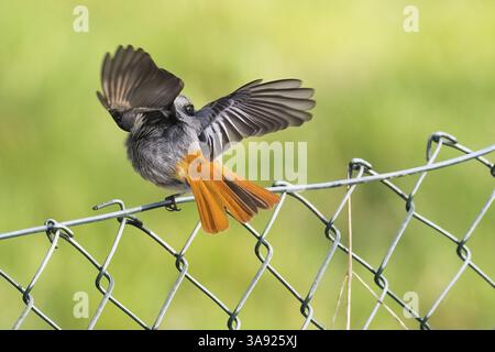 Un mâle rouge noir (Phoenicurus ochruros) assis sur une clôture en treillis métallique avec ses ailes déployées, Hesse, Allemagne, Europe Banque D'Images