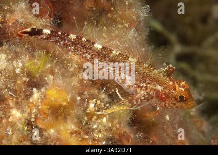 Spécimen femelle de blenny à face noire (Tripterygion delaisi) assis sur des hydrozoaires, mer Méditerranée Banque D'Images