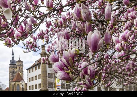Magnolia fleurit à Stuttgart. Magnolias (Magnolia) fleurissent au printemps sur Schlossplatz devant les deux tours de la collégiale historique. Stut Banque D'Images