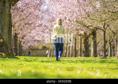 Vue arrière d'une personne marchant à travers une avenue de cerisiers en fleurs, jardin de cerisiers en fleurs, Palais Schwetzingen, Allemagne, Europe Banque D'Images