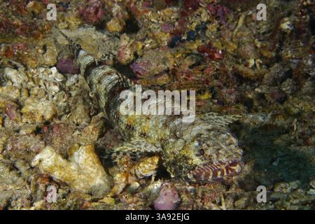 Un lézard gracile bien camouflé (Saurida gracilis), poisson osseux, couché sur un fond marin rocheux, fusionnant avec ses environs, site de plongée SD, Nusa Cening Banque D'Images