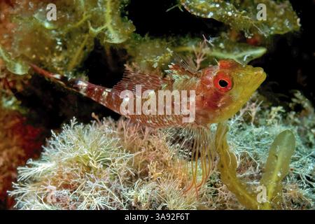 Spécimen femelle de blenny à face noire (Tripterygion delaisi) assis sur des hydrozoaires, mer Méditerranée Banque D'Images