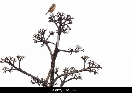 Stonechat (Saxicola rubicola), femelle chantant sur une inflorescence morte d'un agave (Agave), Sagres, Algarve, Portugal, Europe Banque D'Images
