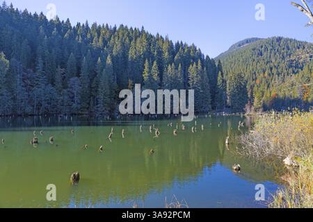 Lacu Rosu (le lac Rouge) dans le comté de Harghita, Roumanie, Europe Banque D'Images