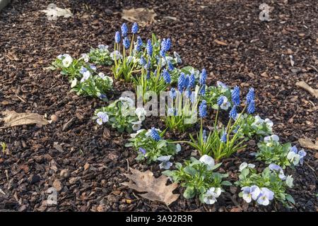 Jacinthes de raisin bleu et pansies blanches et violettes poussant dans un paillis brun foncé dans un jardin Banque D'Images