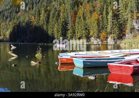 Lacu Rosu, dans le comté de Harghita, Roumanie, Europe Banque D'Images