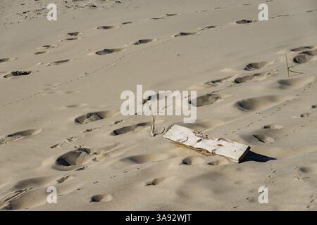 Les empreintes dans le sable mènent vers un morceau de bois flotté et une petite plante poussant sur une plage ensoleillée Banque D'Images