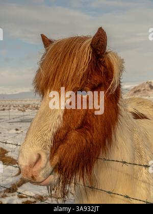 Gros plan d'un cheval islandais au manteau blanc et marron distinctif, debout près d'une clôture de barbelés dans un paysage islandais enneigé. Calme et Banque D'Images