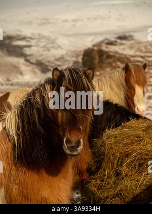 Des chevaux islandais aux épaisses canines déchiquetées se nourrissant de foin dans un paysage enneigé et accidenté. Race emblématique présentant la résilience et la beauté naturelle dans le ha Banque D'Images