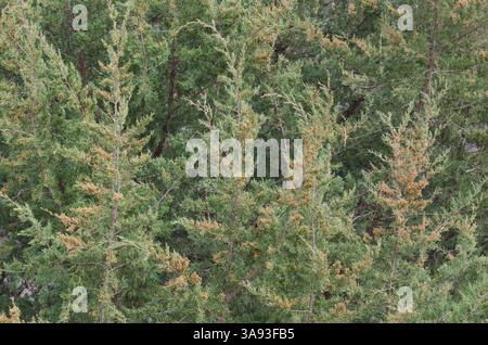 Cèdre rouge de l'est, Juniperus virginiana Banque D'Images