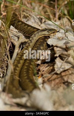 Kreuzotter, Kreuz-Otter, Otter, Viper, Vipera berus, addider, viper commun, viper européen Banque D'Images