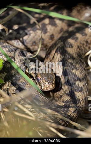 Kreuzotter, Kreuz-Otter, Otter, Viper, Vipera berus, addider, viper commun, viper européen Banque D'Images